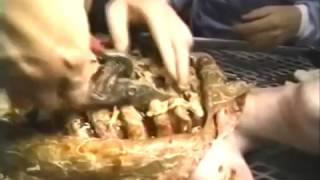Alien Autopsy Video No 2 - 2017