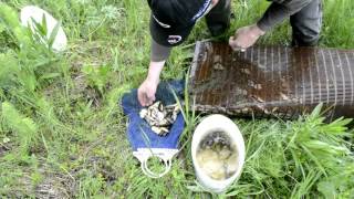 Ловля живца мордой. Как поймать живца ?