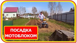 Как посадить картошку с помощью мотоблока нева. Сажаю картошку в землю