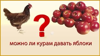 Можно ли давать курам яблоки? Начинающий фермер