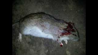 Rat Shooting - A Cold and Quiet Night