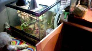 Feeding my Reptiles (Part 1 of 2)