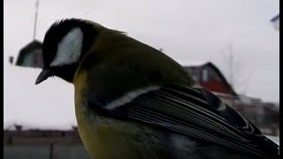 Простая кормушка для птицы своими руками | Синицы воробьи и сороки.