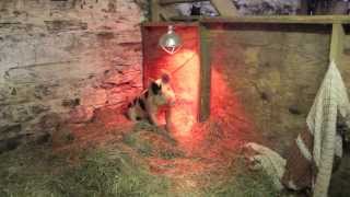 Jeremiah - Indraloka Animal Sanctuary