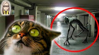 НЕИЗВЕСТНЫЕ СУЩЕСТВА СНЯТЫЕ НА КАМЕРУ // МоМо