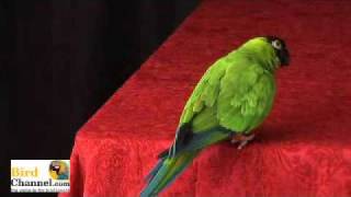 Get Your Bird To Exercise - BirdChannel.com