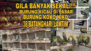 Mengintip Pasar Burung Koko Niko Aneka Hoby 38 Batanghari Lampung Timur
