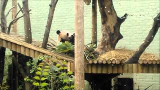 Edinburgh Zoo GIANT PANDA