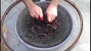 Fabricação de vinho caseiro  1