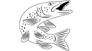 как нарисовать щуку,how to draw a pike,cómo dibujar una pica,come disegnare un luccio