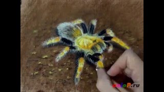 Как рисовать паука пастелью
