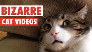 Most Bizarre Cats Compilation 2016