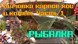 Зимовка карпов кои и комет. Часть 1: ловля карпов кои и комет сетью