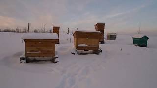 Зимовка пчел на улице (Wintering bees in the street).