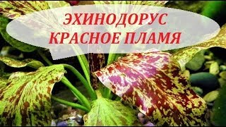 Эхинодорус Красное пламя. Содержание, размножение растения в аквариуме.