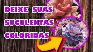 COMO TER SUCULENTAS COLORIDAS LINDAS DE UM JEITO FÁCIL 2019