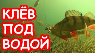 Зимняя рыбалка на мормышку. Подводная съемка окуня и плотвы