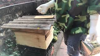 Ong giống tiêu chuẩn, vật tư nuôi ong trường thảo 0869 054 295.  0975 531 603