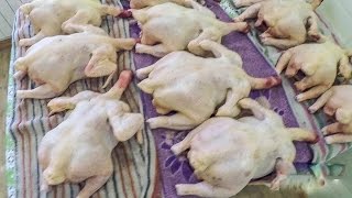 Забой бройлеров в домашних условиях видео Разделка курицы бройлера видео - zolotyeruki