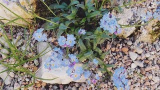 Омфалодес лойки (Пупочник) в горах. Цветы на скалах. Лесные зарисовки