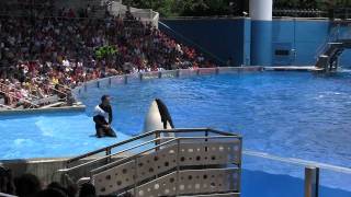Shamu Show Sea World FL Part 2 of 3 6-2010 (HD)