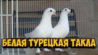 БЕЛАЯ ТУРЕЦКАЯ ТАКЛА / ГОЛУБИ / PIGEONS  TAUBE
