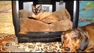 Домик для кошки из старого ЭЛТ телевизора