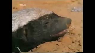Медоеду на все пофиг(озвучка)