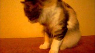 -•=»cat plovdiv 1 «=•-