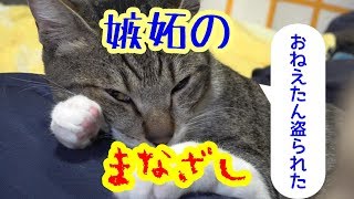 おねーたんを独り占めする妹猫をじとーっとにらむ兄猫の嫉妬のまなざしにワロタw