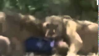 Нападение львов