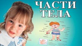 Развивающий мультфильм - Учим части тела