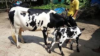 Holstein Friesian cow giving 12-liter milk at Chowbaria bazar 2018