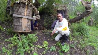 Этно-Мёд. Японцы выгребают всё! Siberia Hermits.ミツバチ