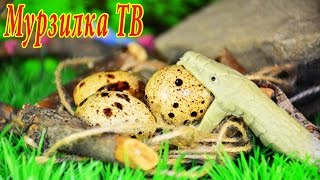Яйца Тираннозавра #1 серия. Паук vs Аллозавр. Стой, ЗМЕЯ! Динозавры для детей. Театр игрушек