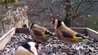 Incroyable vidéo de Chardonneret élégant en liberté - European Goldfinch