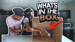 WHATS IN THE BOX CHALLENGE!!! (GONE WRONG)