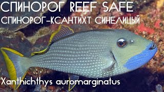 Спинорог-reef safe. Спинорог ксантихт синелицый. Xanthichthys auromarginatus.