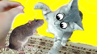 Котенок МАКС поймал МЫШЬ. Little Kitten