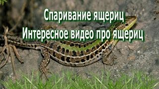 САМАРА. Спаривание ящериц.Интересное видео про ящериц.