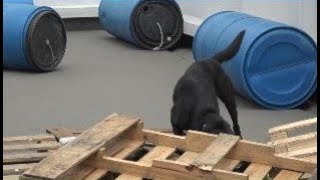 台北搜救犬小组搬进“新家” 曾投入汶川救援
