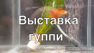 Конкурс - выставка породистых гуппи в Германии 2019