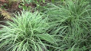 ポール・スミザー　Carex Silver Scepter　カレックス シルバーセプター