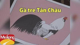 Gà tre kiểng Tân Châu hớp hồn người xem với vẽ đẹp độc đáo