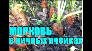 Посадка моркови. Выращиваем морковь в ячейках!!!БЕЗ ХЛОПОТ