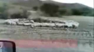 Зикр-на чеченский лад.