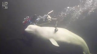 White Whales are playing with the divers in White Sea, Russia