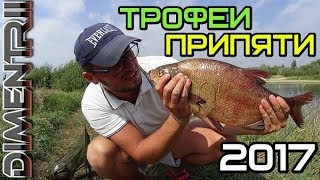 Трофейный лещ на фидер. Очередной выезд на Припять [DIMENTRII]
