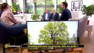 Comment entretenir un citronnier dans son jardin ?
