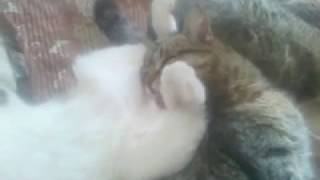 Кот лижет яйца другому коту - Cat licks another cat's eggs